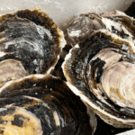 隠岐のいわがき