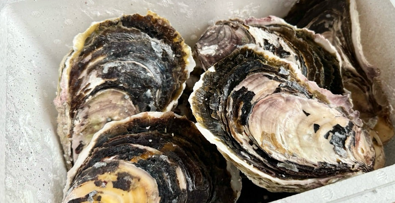 隠岐のいわがき