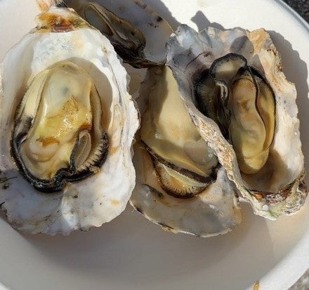 第4回泉州阪南牡蠣フェスティバル